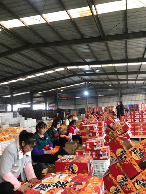 東坡區 打造精品水果 香飄國際市場